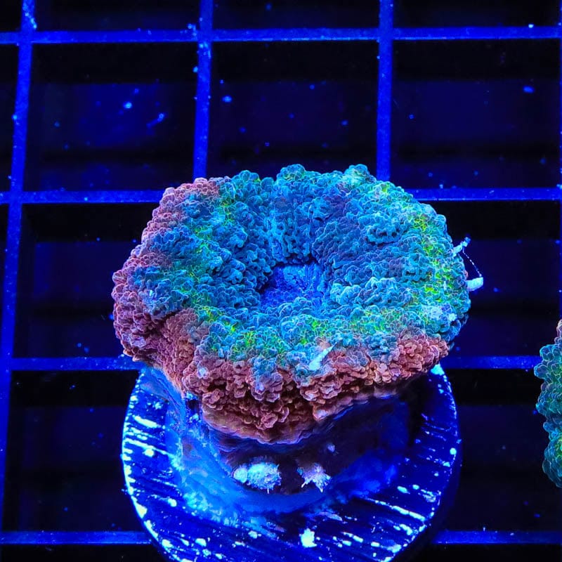 Rainbow Lobophyllia Coral