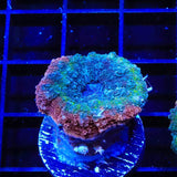 Rainbow Lobophyllia Coral
