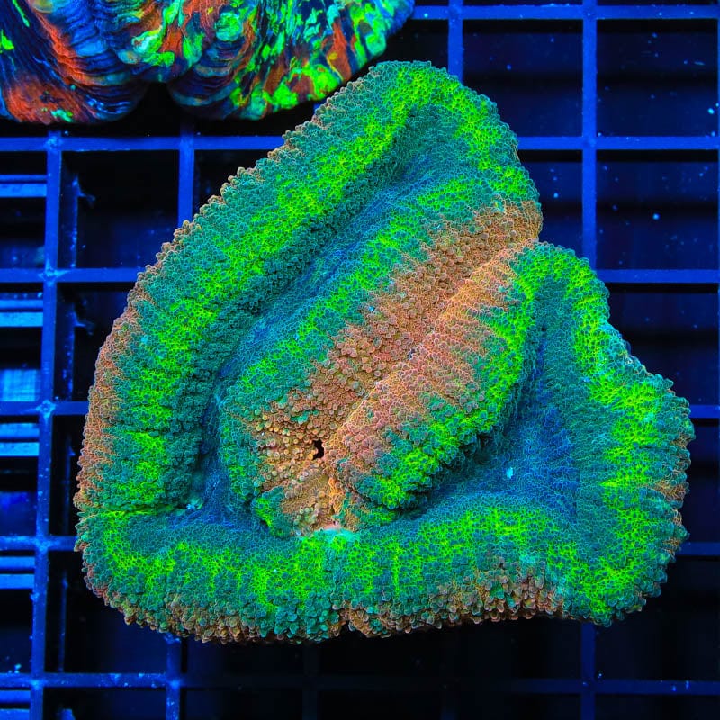Rainbow Lobophyllia Coral