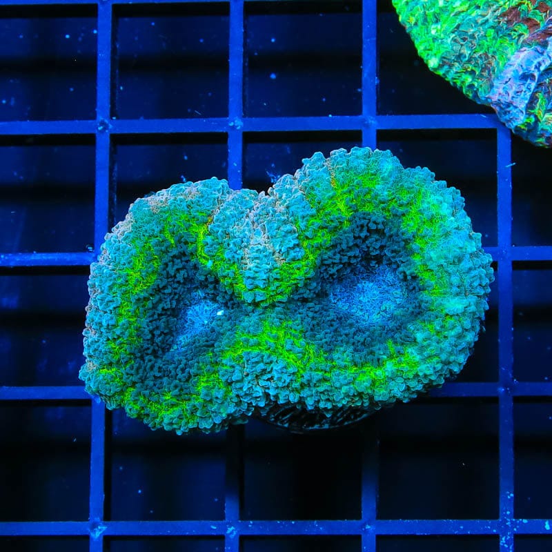 Rainbow Lobophyllia Coral
