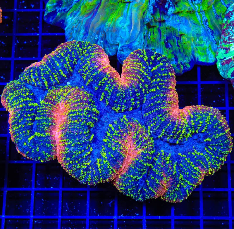 Rainbow Lobophyllia Coral