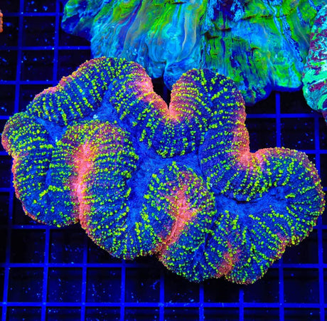 Rainbow Lobophyllia Coral