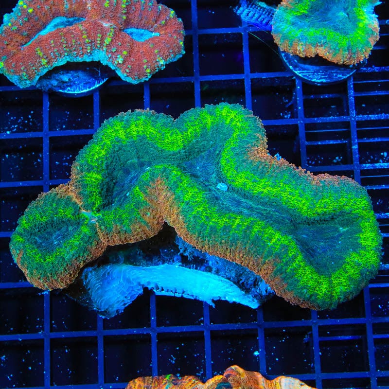 Rainbow Lobophyllia Coral