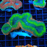 Rainbow Lobophyllia Coral