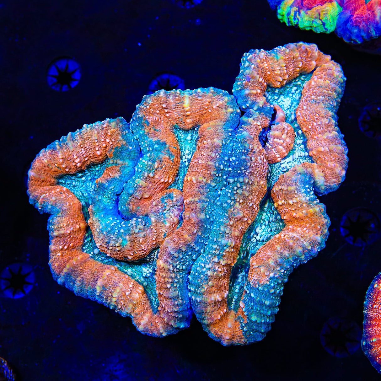 Rainbow Lobophyllia Coral