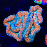 Rainbow Lobophyllia Coral