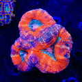 Rainbow Lobophyllia Coral