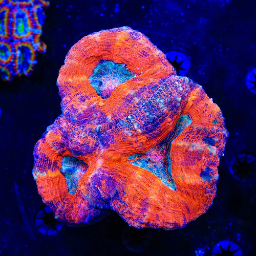 Rainbow Lobophyllia Coral