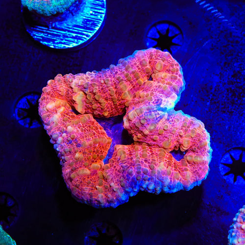 Rainbow Lobophyllia Coral