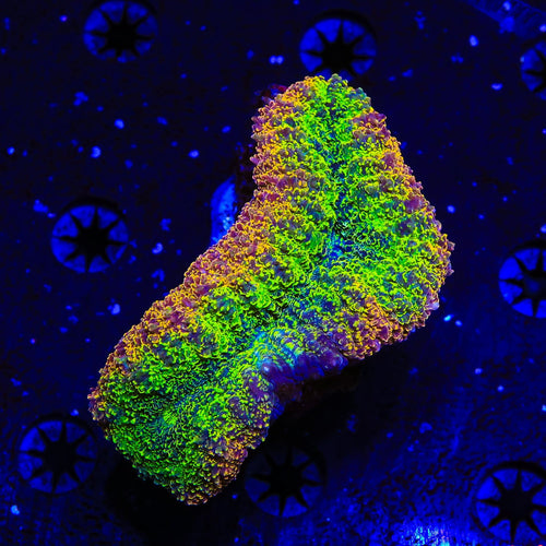 Rainbow lobophyllia Coral