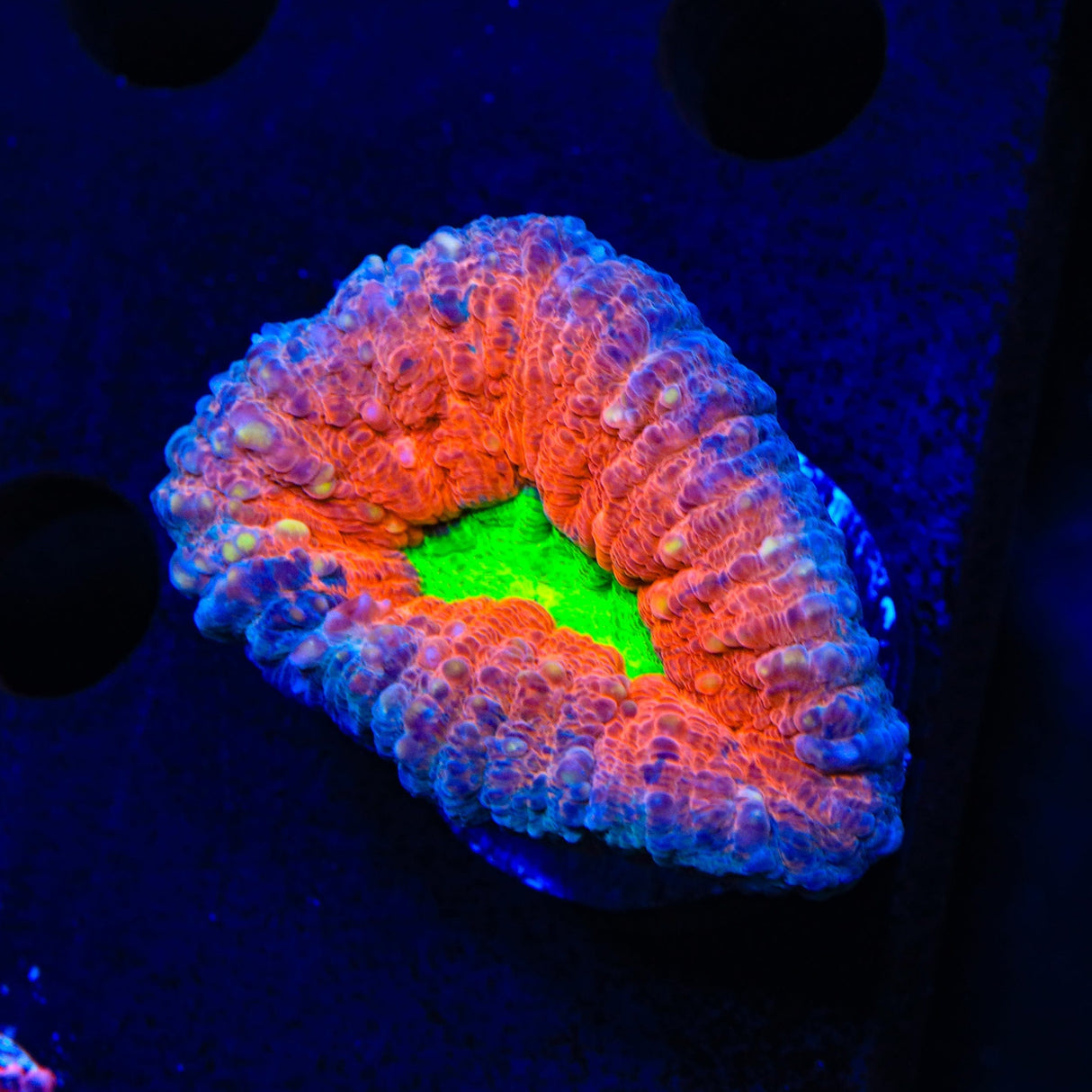 Rainbow Lobophyllia Coral