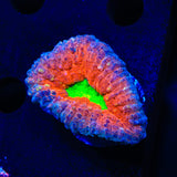 Rainbow Lobophyllia Coral