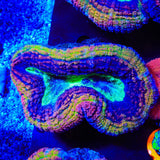 Rainbow Lobophyllia Coral