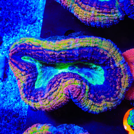 Rainbow Lobophyllia Coral