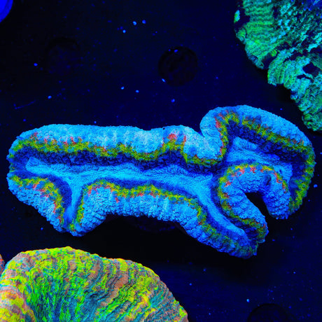 Rainbow Lobophyllia Coral