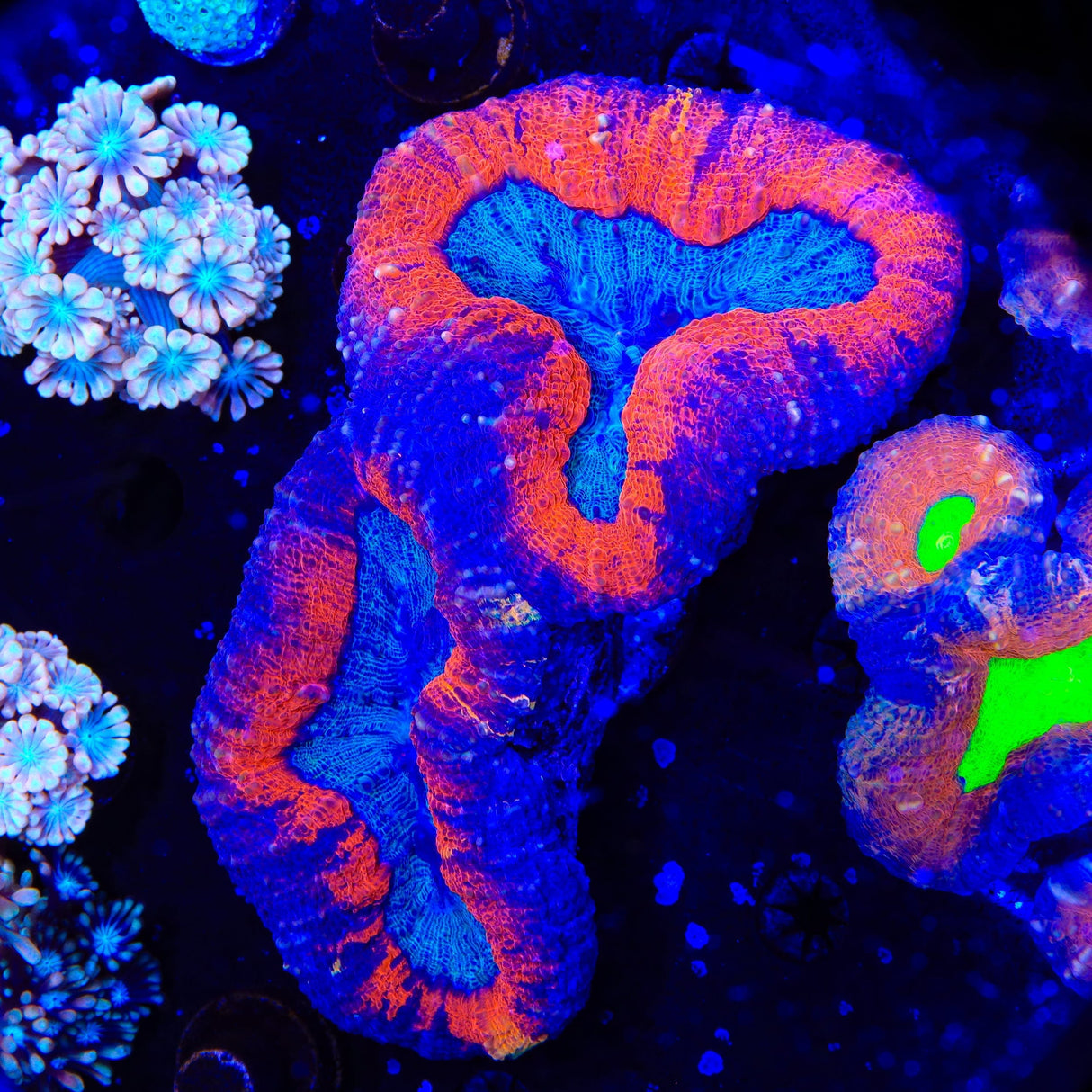 Rainbow Lobophyllia Coral