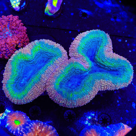 Rainbow Lobophyllia Coral