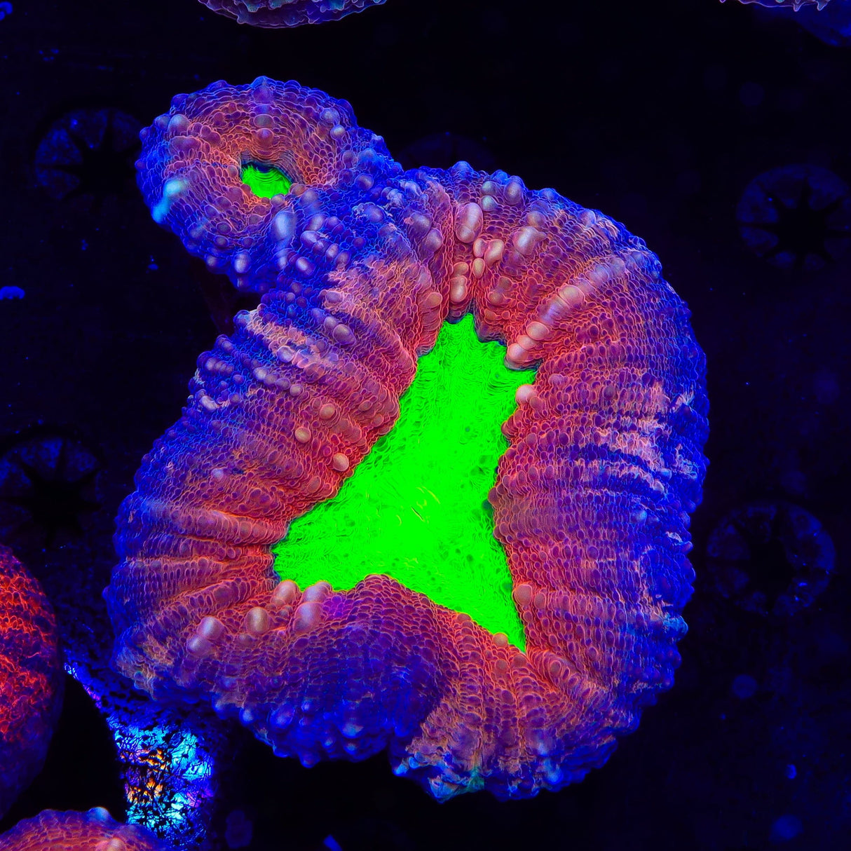 Rainbow Lobophyllia Coral