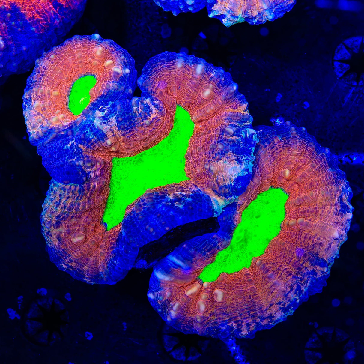 Rainbow Lobophyllia Coral