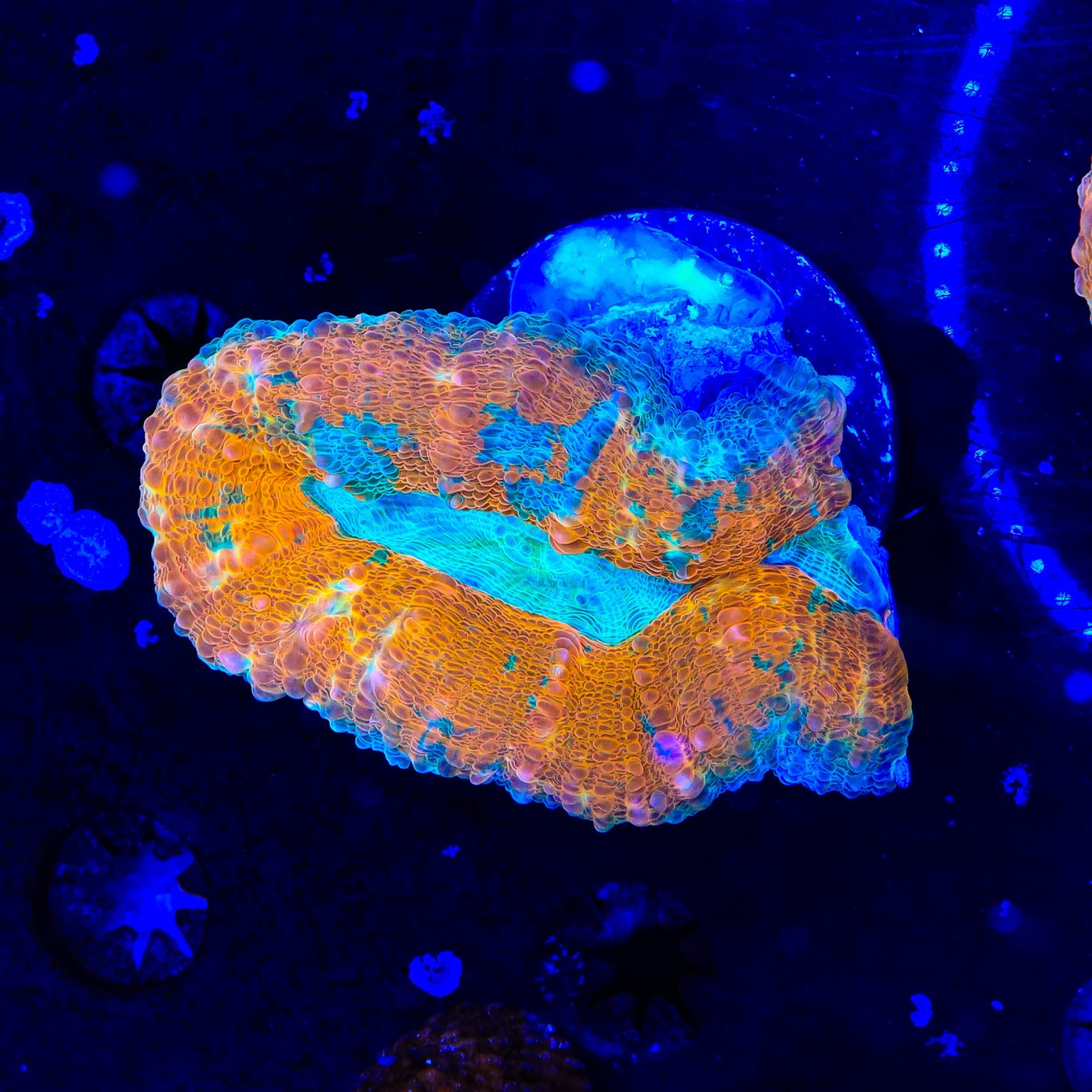 Rainbow Lobophyllia Coral