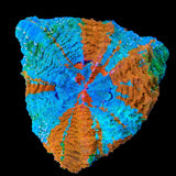 Rainbow Master Acanthophyllia Coral