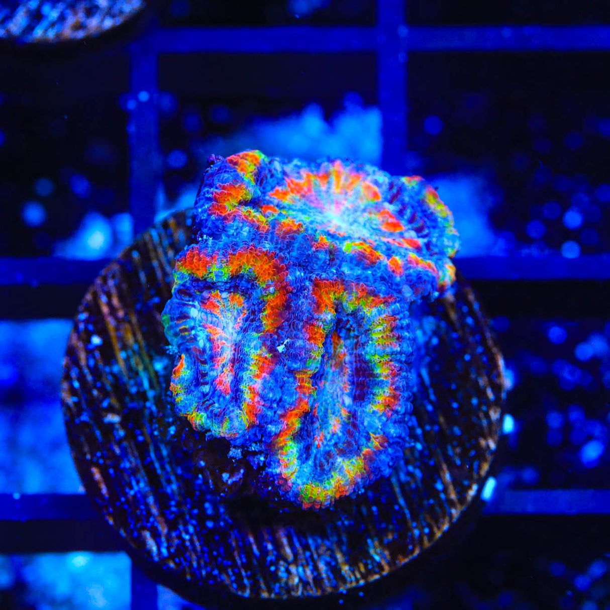 Rainbow Micromussa Coral
