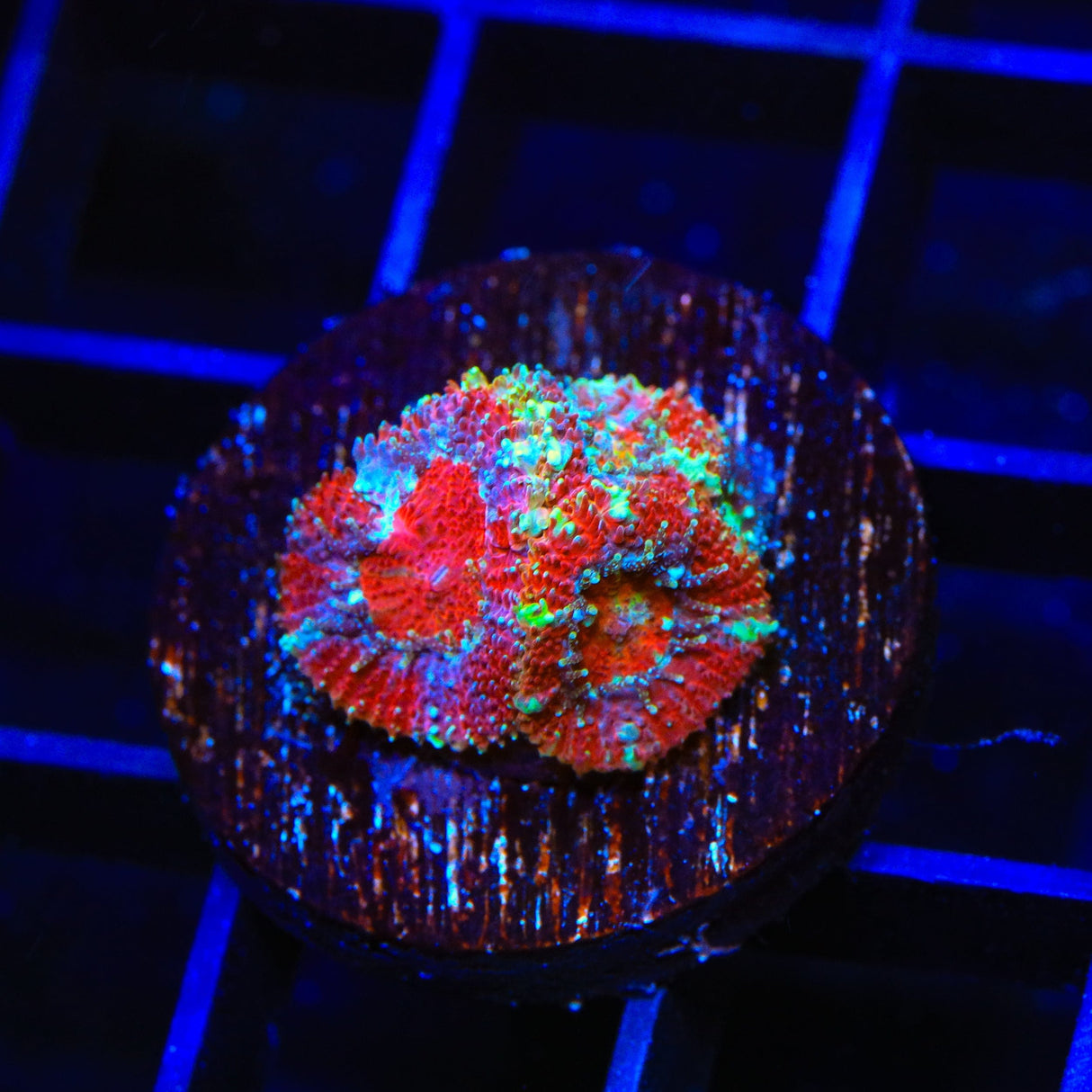Rainbow Micromussa Coral