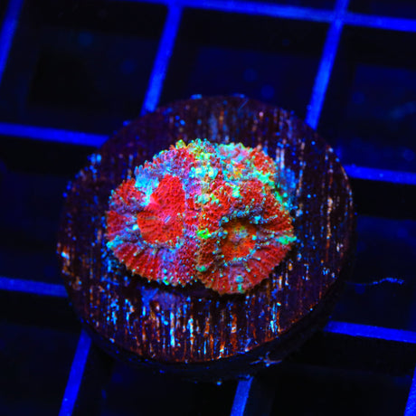 Rainbow Micromussa Coral