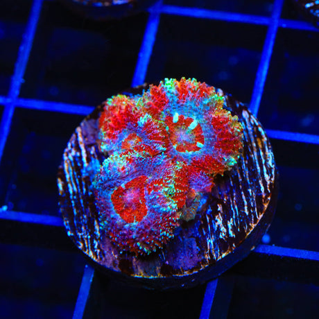 Rainbow Micromussa Coral