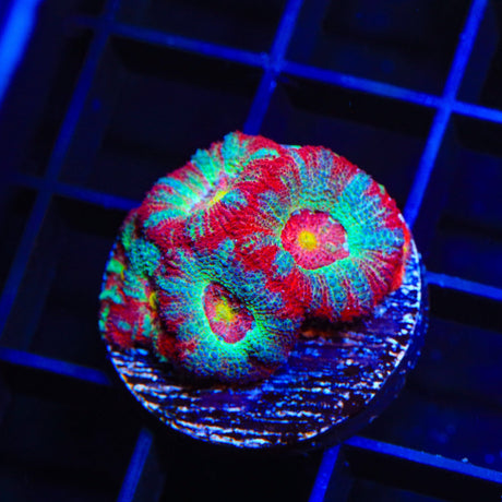Rainbow Micromussa Coral