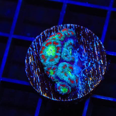 Rainbow Micromussa Coral