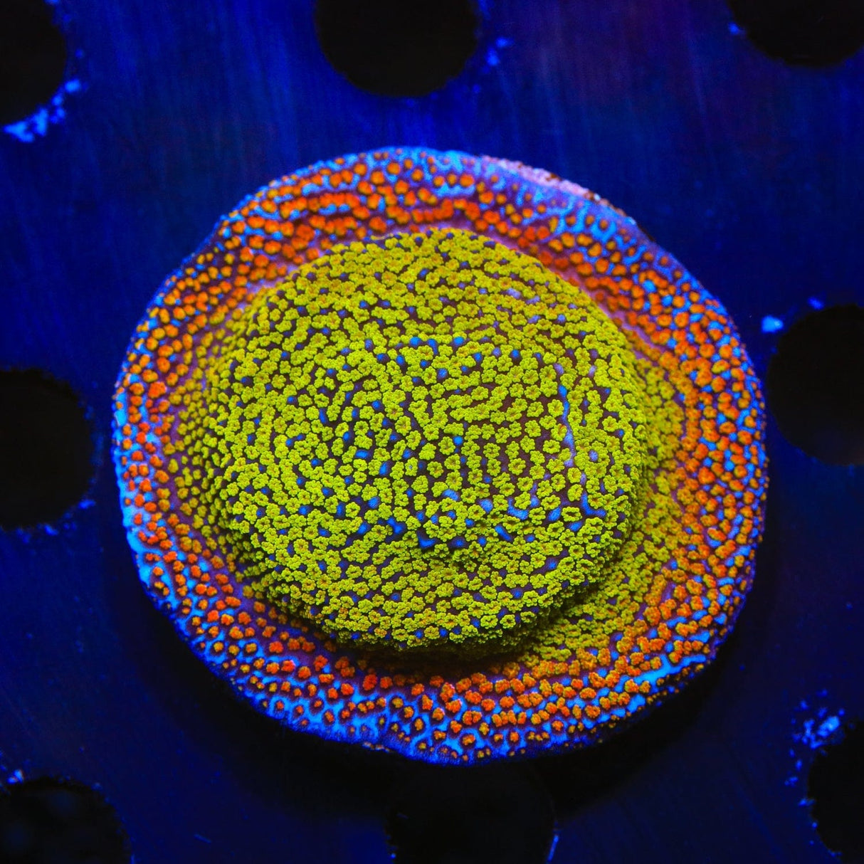 Rainbow Montipora Colony Coral