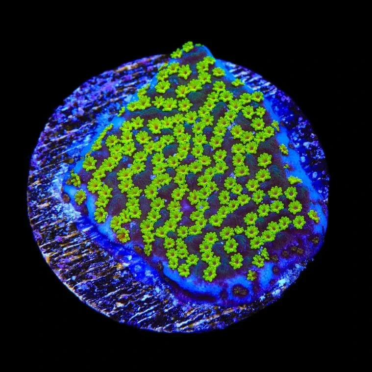 Rainbow Montipora Coral