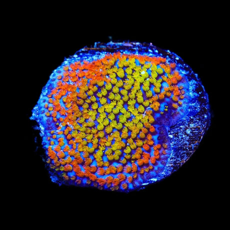 Rainbow Montipora Coral