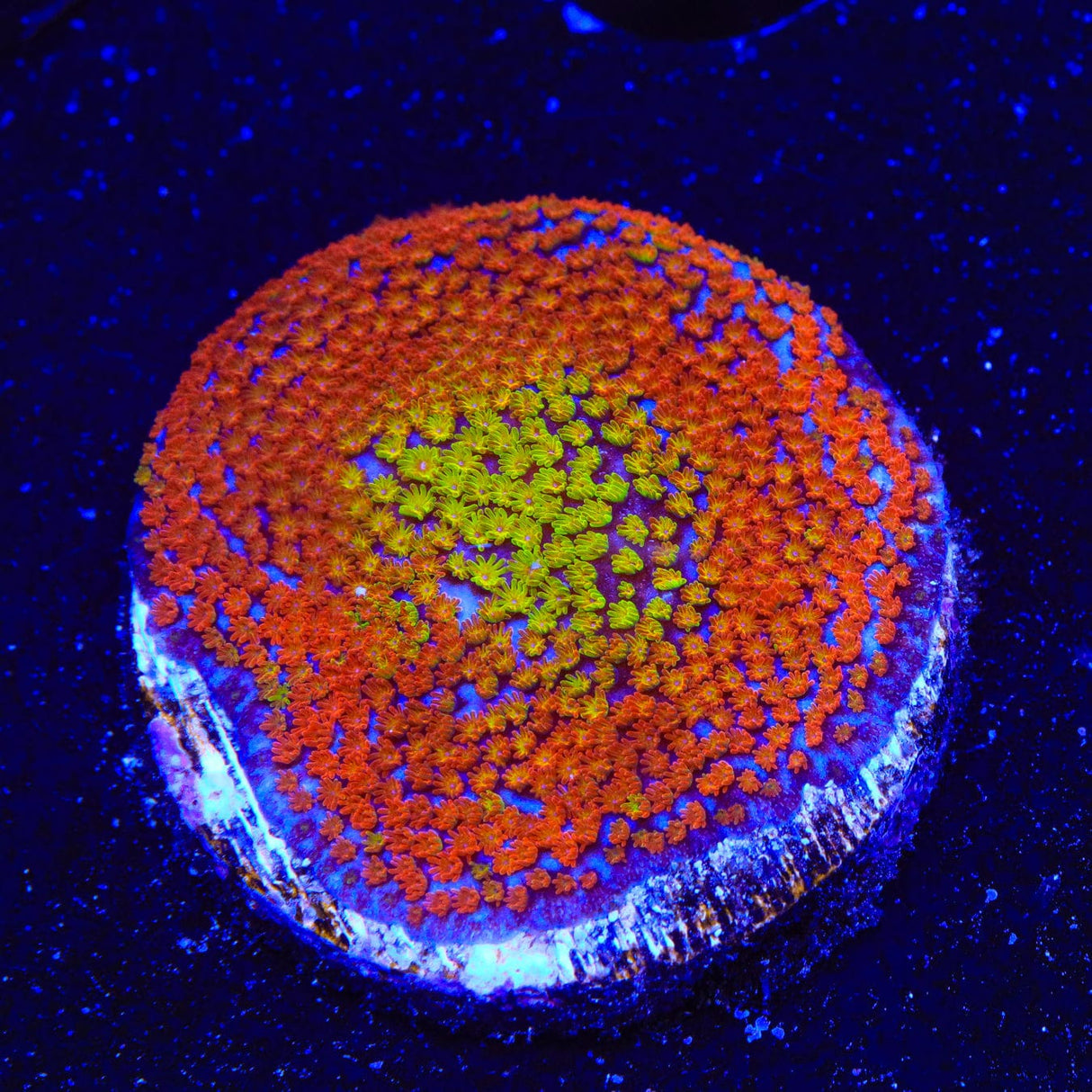 Rainbow Montipora Coral