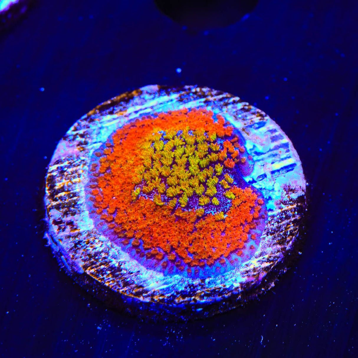 Rainbow Montipora Coral