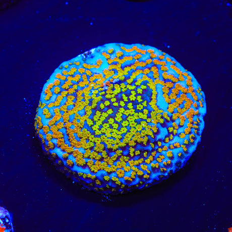 Rainbow Montipora Coral