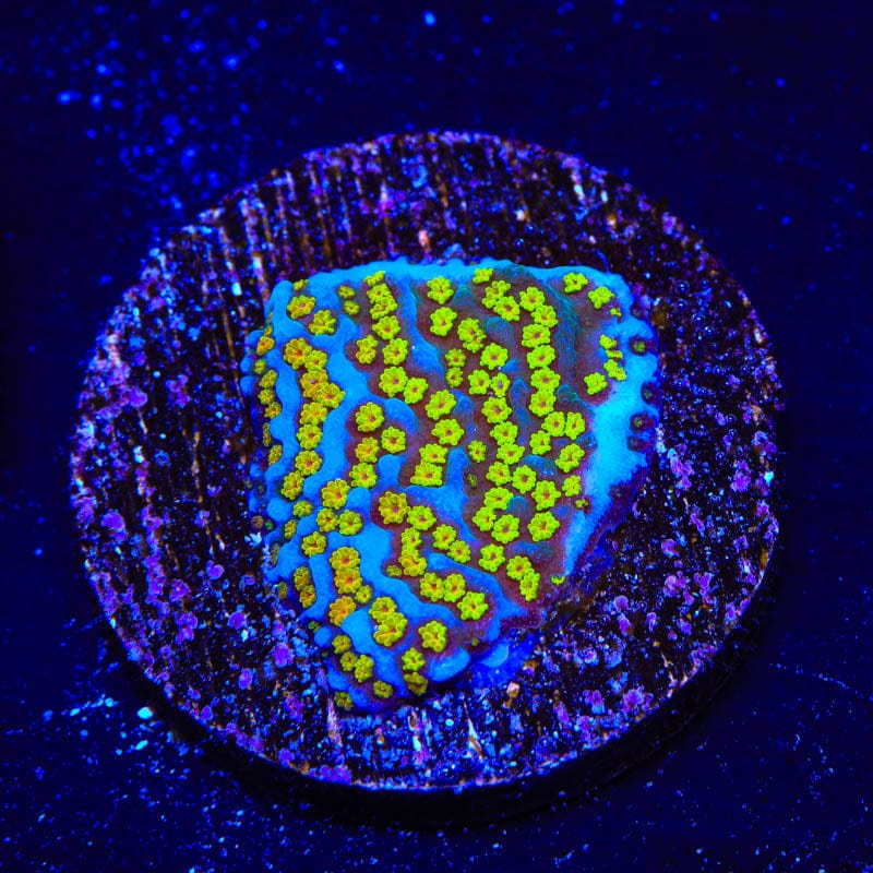 Rainbow Montipora Coral