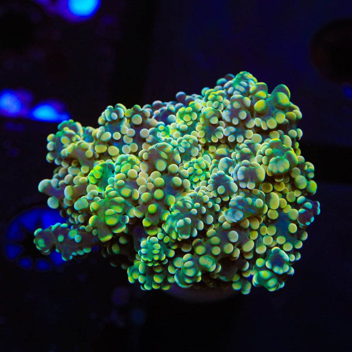 Rainbow Octospawn Coral