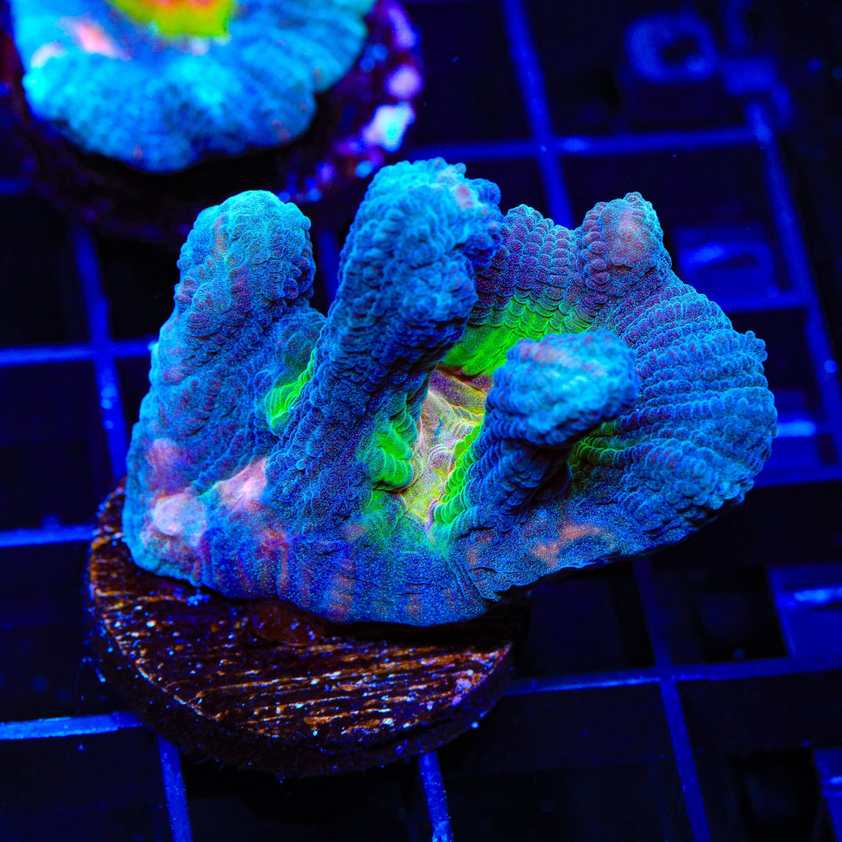 Rainbow Pectinia Coral