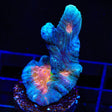 Rainbow Pectinia Coral