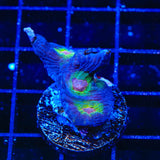 Rainbow Pectinia Coral