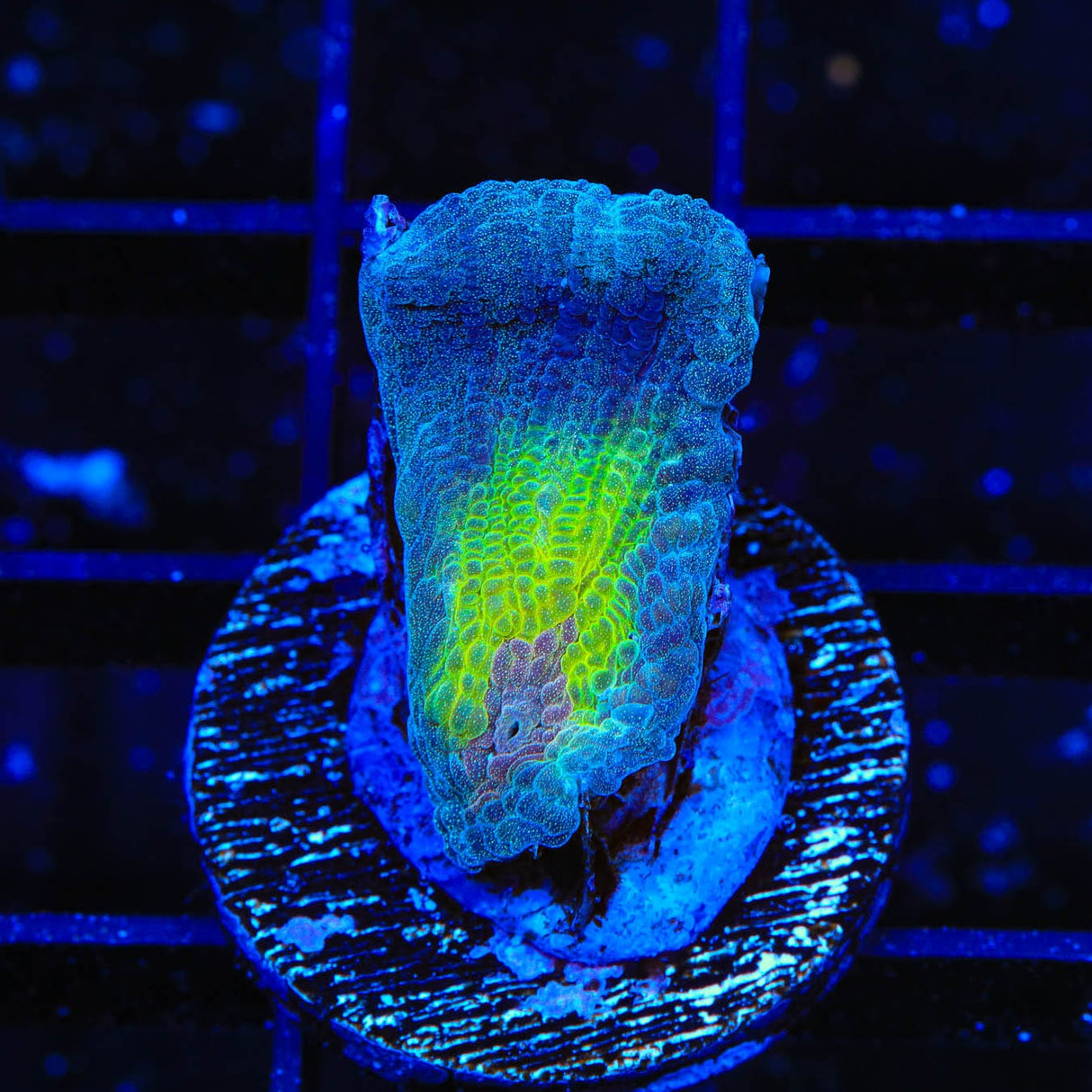 Rainbow Pectinia Coral