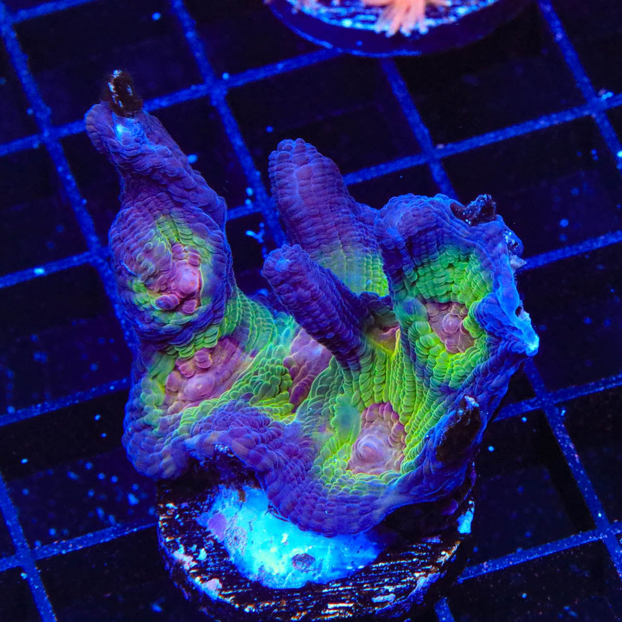 Rainbow Pectinia Coral