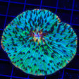 Rainbow Plate Coral