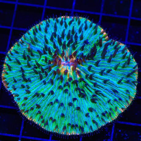 Rainbow Plate Coral