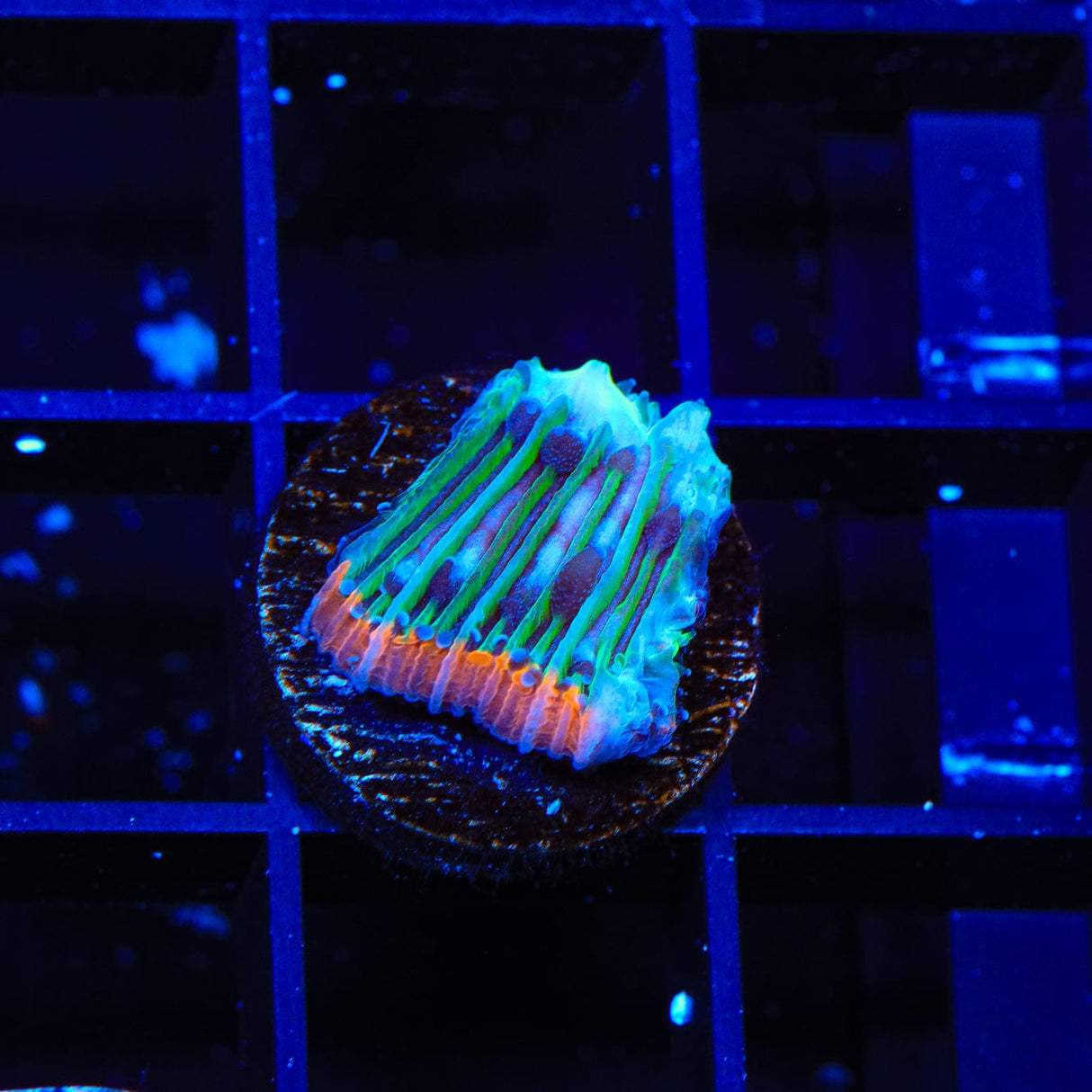 Rainbow Plate Coral