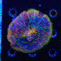 Rainbow Plate Coral