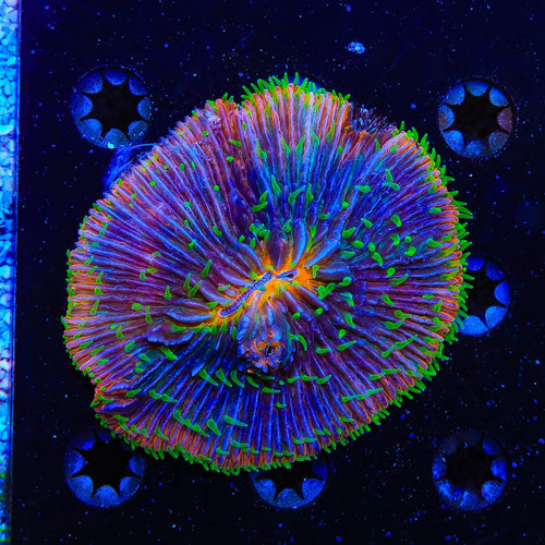 Rainbow Plate Coral