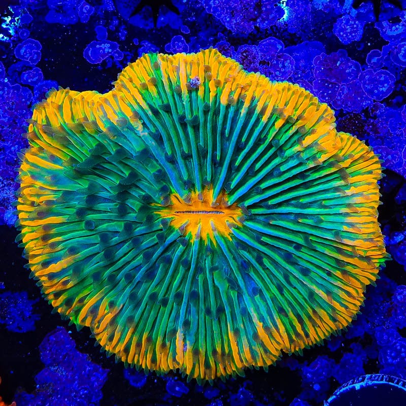 Rainbow Plate Coral